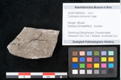 Foto (Objekt + Etikett) von Cystoseira communis Unger (NHMW-GEO-2024-0188-6639)